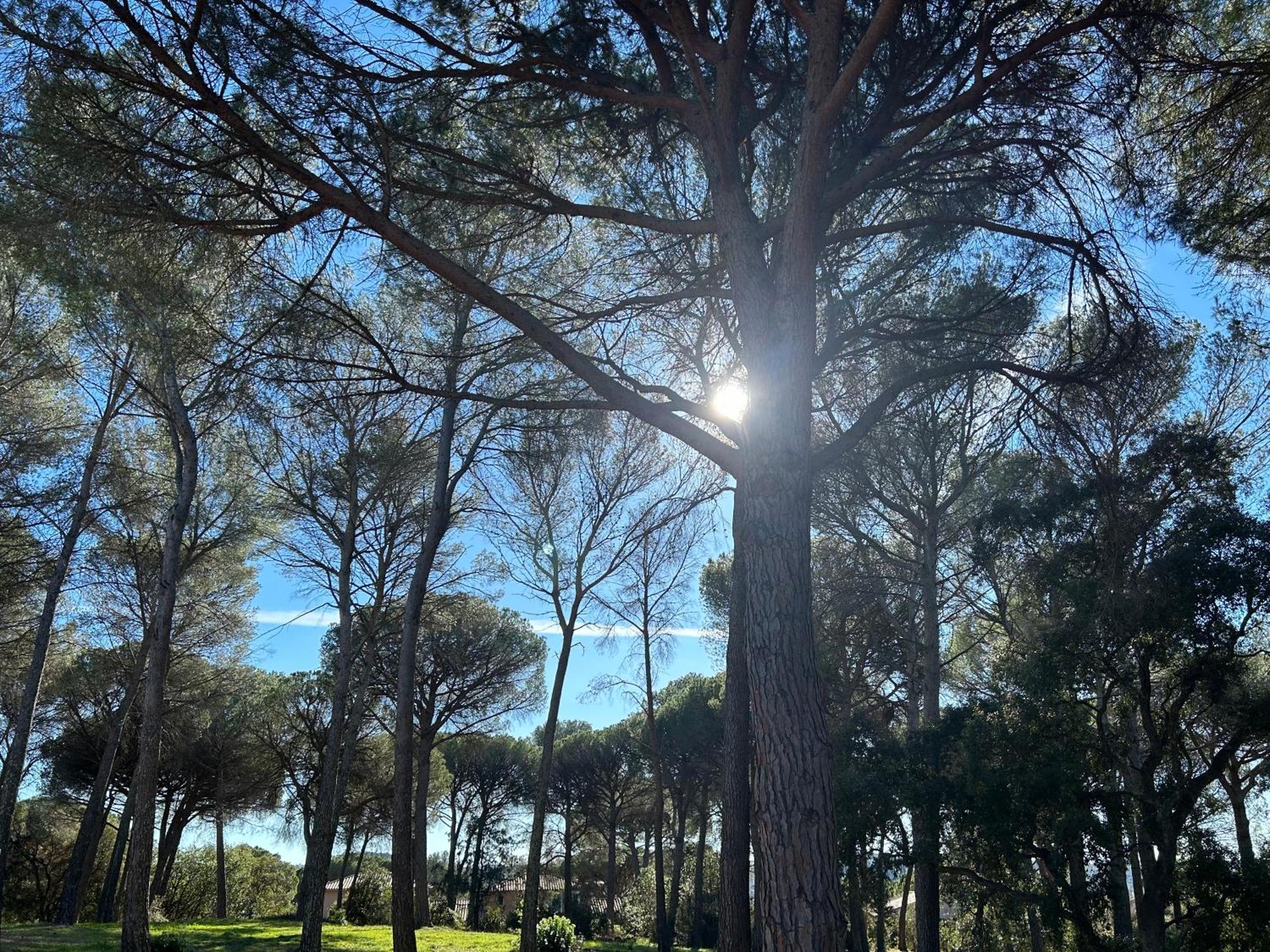 Domaine Valescure Appartement 1 Ou 2 Pieces Vue Jardin Ou Piscine Saint-Raphaël エクステリア 写真